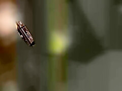 0012325_陵辱 側位 無理やりなどが含まれている